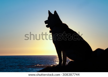 husky dog silhouette sit  at sunset on coast of Gulf of St Lawrence in Gaspe Peninsula,Quebec,Canada
