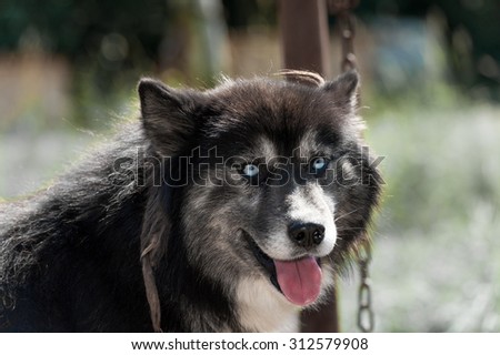 Black Siberian husky dog with blue eyes looking at camera