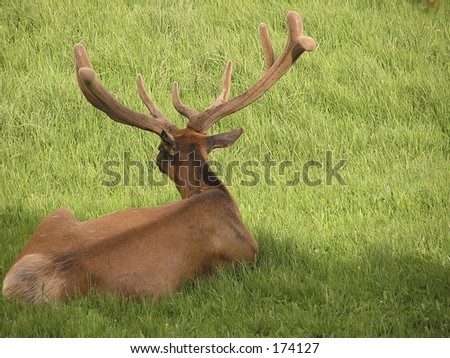 The back head of American Elk or Wapiti in Yellowstone park, Wyoming