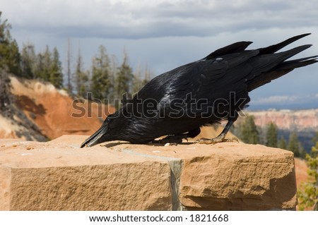 Closeup of a great raven taking its lunch  in Bryce Canyon, Utah, USA
