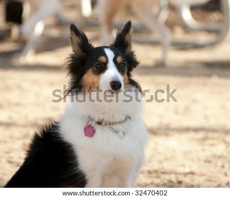 Shetland Collie dog posing for the photographer, Quebec country, Canada
