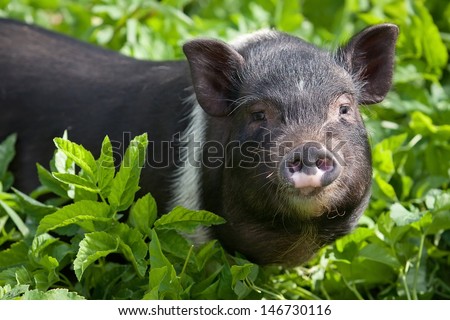 Young female pig in the summer pasture
