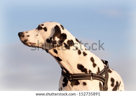 Closeup portrait of Dalmatian dog at sunset