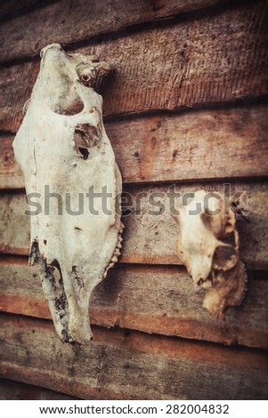 Horse and deer skull on the wall of a wooden house