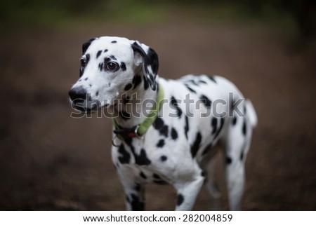 Dalmatian dog. Made by famous lens Helios 40.