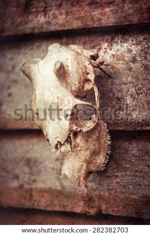 Deer skull on the wall of a wooden house
