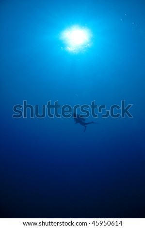 Diver in the big blue, Red Sea
