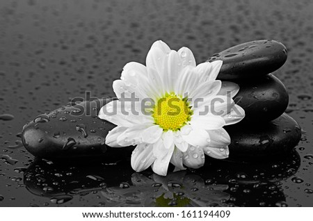 black stones and white flower with water drops