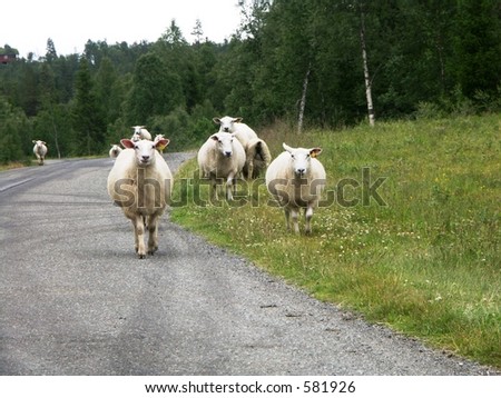 Pedestrian Sheep on Rural Road