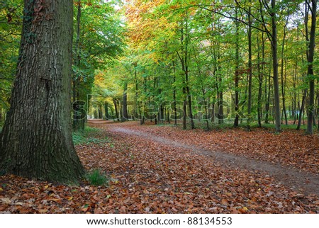 Autumn forest full of color and peaceful