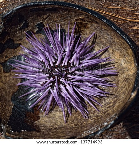 Purple Sea Urchin (Strongylocentrotus purpuratus) in coconut shell. Indian ocean, Mauritius