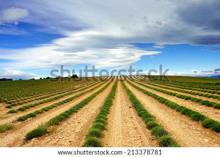 Provence landscape. Plateau de Valensole, Alpes-de-Haute-Provence, Provence-Alpes-Cote d\'Azur, France.   Cloudy sky and rural field