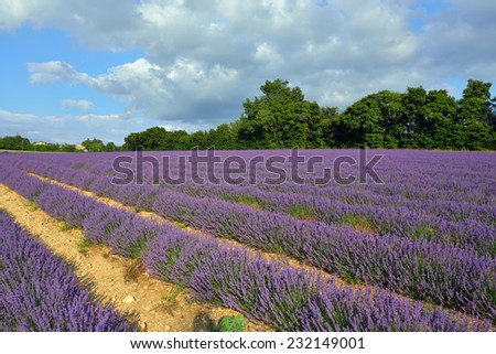 Stunning landscape with lavender field at sunset. Plateau of Sauilt, Provence, France