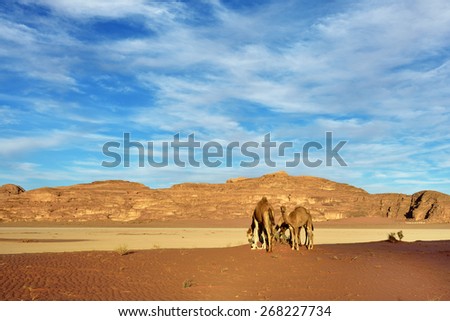 Landscape with camel family in Wadi Rum desert, Jordan