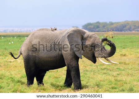Happy African elephant eating grass in the swamp in Amboseli national park, Kenya