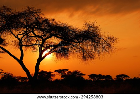 Acacia tree before sun sets down in Amboseli park, Kenya.