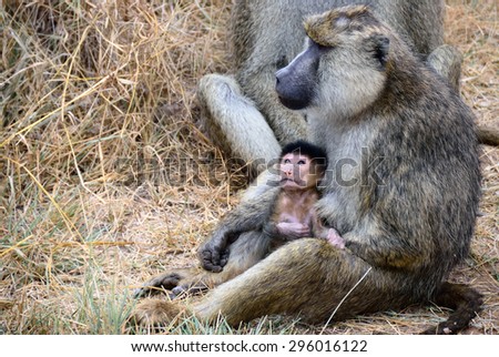 Baboon monkey female with little babe on her hands, Kenya