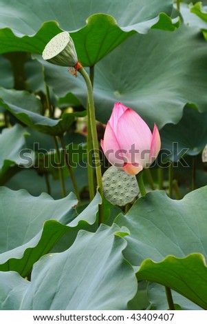 Lotus flower is going to bloom with green lotus leaf in pond