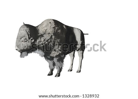 Isolated color pencil sketch of bison