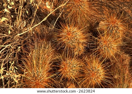 Hedgehog cactus in the winter Arizona desert