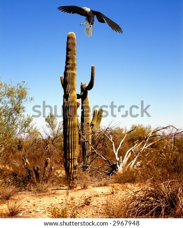 Illustrated bald eagle landing on desert saguaro cactus