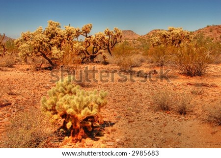 Cholla cactus in the winter Arizona desert