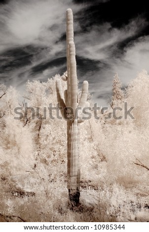 Saguaro cactus in the winter Arizona desert