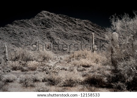 Saguaro cactus in the winter Arizona desert