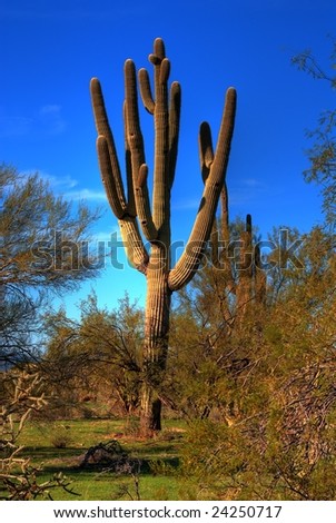 Saguaro cactus in the winter arizona desert