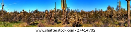 Saguaro cactus in the winter arizona desert panorama