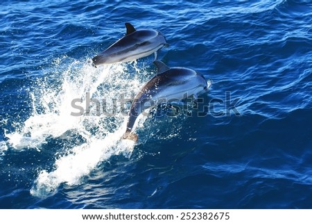 Common dolphins jumping