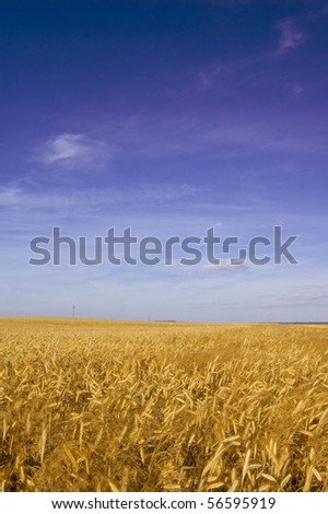 Summer landscape. Field of cereal in the summer.