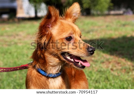 Close up of little foxy dog with open mouth