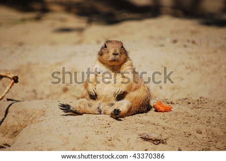 Prairie dog eating his carrot