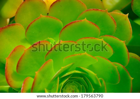A succulent plant made with the leaves in flower shape of green light color