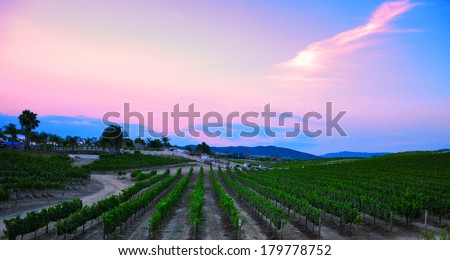 Vineyard in Temecula, California