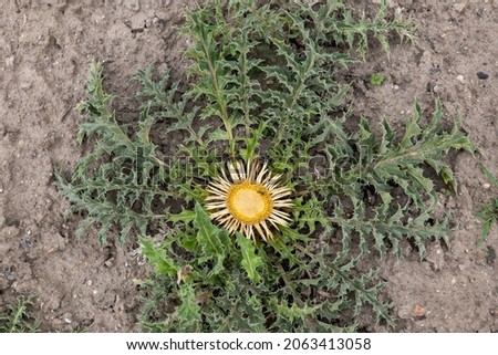 Carlina acanthifolia Carline thistle flower, perennial herb in the family: Asteraceae. Photo stock © 