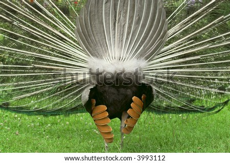 Male peacock performing his mating dance.