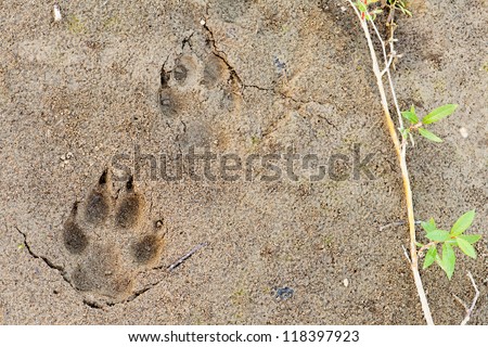 Wolf, Canis lupus, paw foot prints track in soft mud and green willow leaves