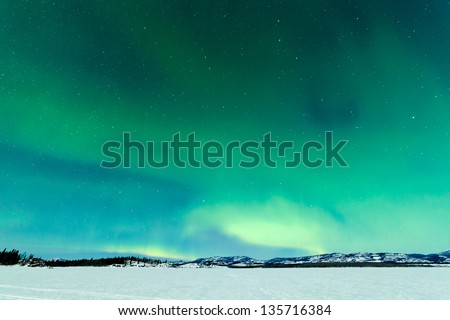 Intense Northern Lights or Aurora borealis or polar lights on moon lit night sky over winter landscape of Lake Laberge  Yukon Territory  Canada