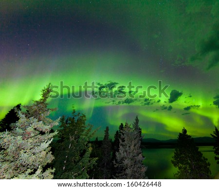 Intense green northern lights  Aurora borealis  on night sky with clouds and stars over boreal forest taiga of Lake Laberge  Yukon Territory  Canada
