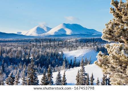Snowy boreal forest taiga winter wilderness landscape of Yukon Territory, Canada, north of Whitehorse