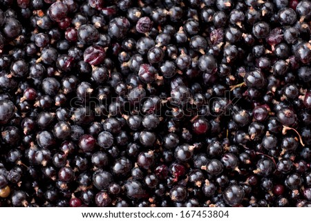 Raw food background texture pattern of ripe Northern Black Currant berries, Rubus hudsonianum, harvested fresh from wild bush plants