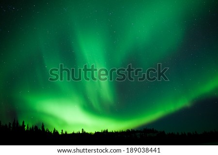 Intense green northern lights, Aurora borealis, on night sky with stars over boreal forest taiga, Yukon, Canada