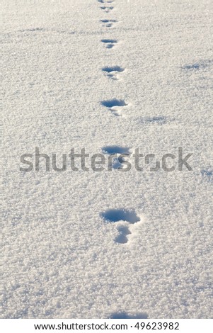 Recent tracks of a snowshoe hare (white rabbit, bunny) in fluffy surface of freshly fallen sow
