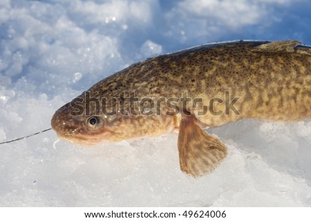 Ice-fishing catch on lake ice: burbot (Lota lota)