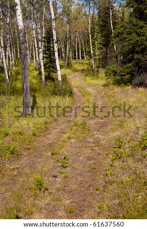 Small ATV trail trough sun lit romantic aspen forest.