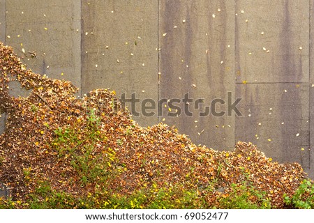 Decaying fall-colored leaves on tar paper roof show a descending  graph of decline.