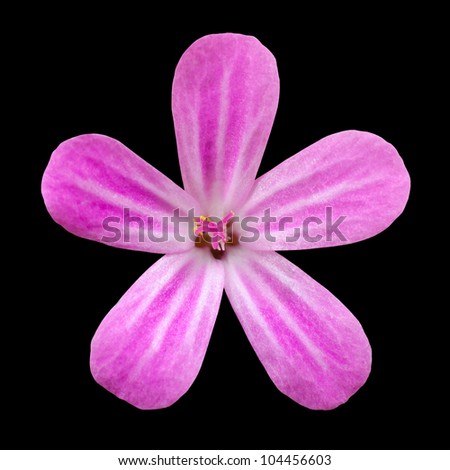 Pink Five Petal Flower Isolated On Black Background. Macro Close-Up ...