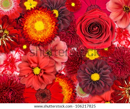 Red Flower Background. Selection of Various Isolated Red Flowers. Set of  Dahlia, Gerbera, Daisy, Carnation, Rose, Zinnia Flowers